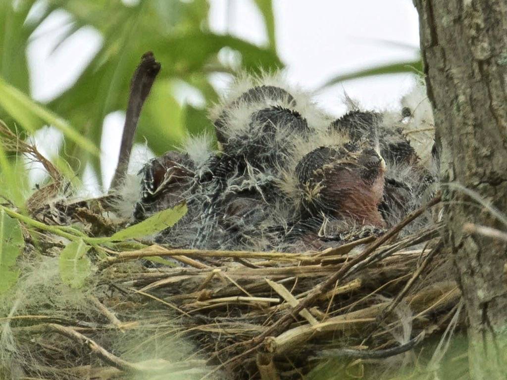 Eastern Kingbird (Tyrannus tyrannus) by Howard Patterson is licensed under CC BY-NC-SA 2.0